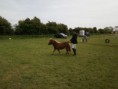/album/zeeuwse-dag-van-het-paard-29-06-2014/p6290184-jpg/