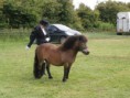 /album/zeeuwse-dag-van-het-paard-29-06-2014/p6290201-jpg/
