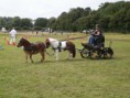 /album/zeeuwse-dag-van-het-paard-29-06-2014/p6290208-jpg/