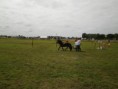 /album/zeeuwse-dag-van-het-paard-29-06-2014/p6290211-jpg/