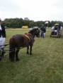 /album/zeeuwse-dag-van-het-paard-29-06-2014/p6290270-jpg/